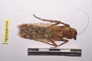  (Dactylopterygidae - NMMAN11-0340)  @13 [ ] Unspecified (default): All Rights Reserved  Unspecified Unspecified
