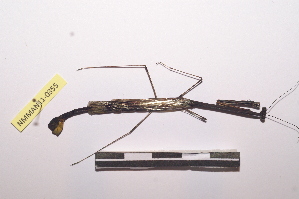  ( - NMMAN11-0355)  @12 [ ] Unspecified (default): All Rights Reserved  Unspecified Unspecified