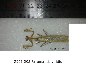  (Paramantis viridis - NMMAN11-0363)  @12 [ ] Unspecified (default): All Rights Reserved  Unspecified Unspecified