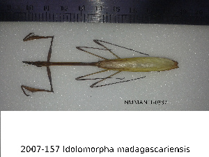  (Idolomorpha madagascariensis - NMMAN11-0387)  @11 [ ] Unspecified (default): All Rights Reserved  Unspecified Unspecified