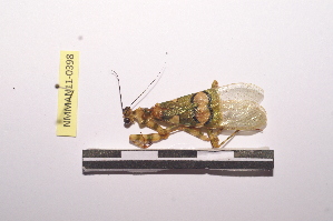  (Chlidonoptera roxanae - NMMAN11-0398)  @13 [ ] Unspecified (default): All Rights Reserved  Unspecified Unspecified