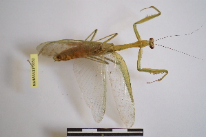  (Camelomantis - NMMAN11-0050)  @11 [ ] Unspecified (default): All Rights Reserved  Unspecified Unspecified