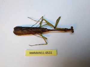  (Pseudostagmatoptera infuscata - NMMAN11-0531)  @11 [ ] Copyright (2018) Nicolas Moulin Research Collection of Nicolas Moulin