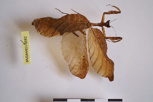  (Acanthopinae - NMMAN11-0082)  @13 [ ] Unspecified (default): All Rights Reserved  Unspecified Unspecified