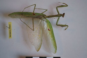  (Stagmatoptera pia - NMMAN11-0090)  @13 [ ] Unspecified (default): All Rights Reserved  Unspecified Unspecified