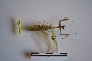  (Stagmatoptera hyaloptera - NMMAN11-0091)  @11 [ ] Unspecified (default): All Rights Reserved  Unspecified Unspecified