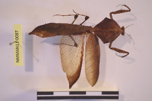  ( - NMMAN11-0097)  @11 [ ] Unspecified (default): All Rights Reserved  Unspecified Unspecified