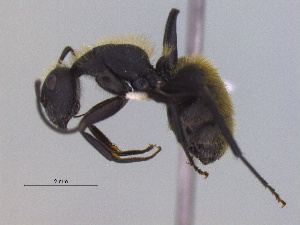  (Camponotus sp. CIP03 - MACN-Bar-Ins-ct 3000)  @14 [ ] Unspecified (default): All Rights Reserved  Unspecified Unspecified