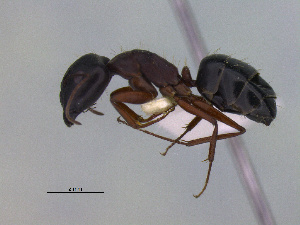  (Camponotus sp. CIP04 - MACN-Bar-Ins-ct 3016)  @14 [ ] Unspecified (default): All Rights Reserved  Unspecified Unspecified