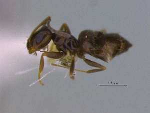  (Brachymyrmex sp. CIP01 - MACN-Bar-Ins-ct 3037)  @13 [ ] Unspecified (default): All Rights Reserved  Unspecified Unspecified