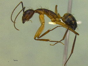  (Camponotus sp. CIP05 - MACN-Bar-Ins-ct 3049)  @13 [ ] Unspecified (default): All Rights Reserved  Unspecified Unspecified