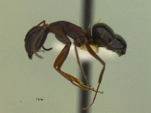  (Camponotus sp. CIP01 - MACN-Bar-Ins-ct 3065)  @14 [ ] Unspecified (default): All Rights Reserved  Unspecified Unspecified