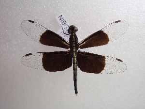  (Neurothemis tullia - NIBGE ODO-00034)  @14 [ ] CreativeCommons - Attribution Non-Commercial Share-Alike (2010) Muhammad Ashfaq National Institute for Biotechnology and Genetic Engineering Faisalabad Pakistan