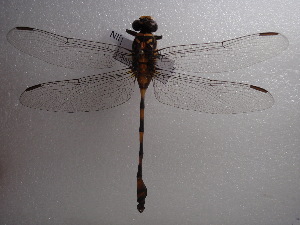  (Ictinogomphus rapax - NIBGE ODO-00108)  @12 [ ] CreativeCommons - Attribution Non-Commercial Share-Alike (2010) Muhammad Ashfaq National Institute for Biotechnology and Genetic Engineering Faisalabad Pakistan