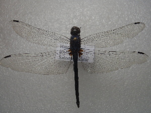  (Trithemis festiva - NIBGE ODO-00283)  @14 [ ] CreativeCommons - Attribution Non-Commercial Share-Alike (2011) Muhammad Ashfaq National Institute for Biotechnology and Genetic Engineering Faisalabad Pakistan