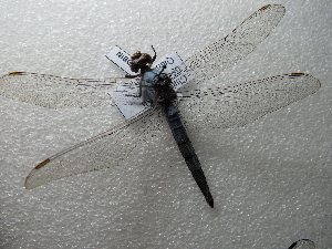  (Orthetrum anceps - NIBGE ODO-00418)  @13 [ ] CreativeCommons - Attribution Non-Commercial Share-Alike (2012) M. Sajjad Mirza National Institute for Biotechnology and Genetic Engineering Faisalabad Pakistan