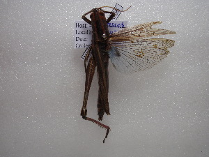  ( - NIBGE ORT-00356)  @13 [ ] CreativeCommons - Attribution Non-Commercial Share-Alike (2011) Muhammad Ashfaq National Institute for Biotechnology and Genetic Engineering Faisalabad Pakistan