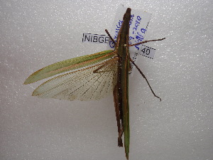  ( - NIBGE ORT-00440)  @12 [ ] CreativeCommons - Attribution Non-Commercial Share-Alike (2011) Muhammad Ashfaq National Institute for Biotechnology and Genetic Engineering Faisalabad Pakistan
