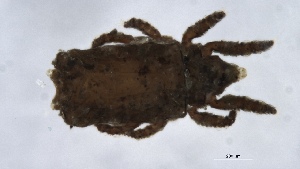  ( - MARB_UIB_257)  @11 [ ] copyright (2021) Bergen Museum Bergen Museum