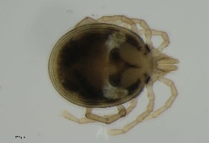  ( - MARB_UIB_723)  @11 [ ] copyright (2023) Bergen Museum Bergen Museum