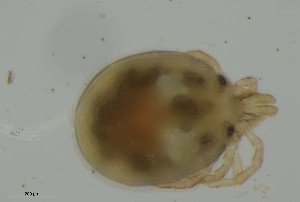  ( - MARB_UIB_730)  @11 [ ] copyright (2023) Bergen Museum Bergen Museum