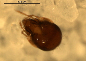  ( - 08WOLVES-00023)  @13 [ ] CreativeCommons - Attribution (2010) CBG Photography Group Centre for Biodiversity Genomics