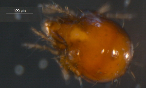  ( - 08WOLVES-00189)  @13 [ ] CreativeCommons - Attribution (2010) CBG Photography Group Centre for Biodiversity Genomics