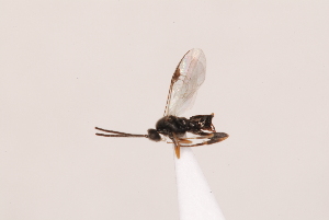  ( - MRS_JFT1014)  @11 [ ] CreativeCommons - Attribution Share-Alike (2023) Unspecified Canadian National Collection of Insects, Arachnids and Nematodes