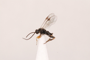  ( - MRS_JFT1043)  @11 [ ] CreativeCommons - Attribution Share-Alike (2023) Unspecified Canadian National Collection of Insects, Arachnids and Nematodes