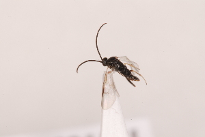  ( - MRS_JFT1054)  @11 [ ] CreativeCommons - Attribution Share-Alike (2023) Unspecified Canadian National Collection of Insects, Arachnids and Nematodes