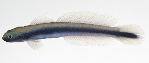  (Ptereleotris melanopogon - MARQ-003)  @11 [ ] CreativeCommons  Attribution Non-Commercial (by-nc) (2011) Unspecified Smithsonian Institution National Museum of Natural History