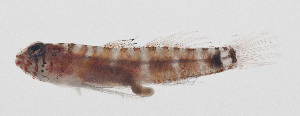  (Eviota deminuta - MARQ-015)  @11 [ ] CreativeCommons  Attribution Non-Commercial (by-nc) (2011) Unspecified Smithsonian Institution National Museum of Natural History