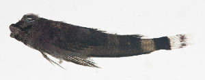  (Enneapterygius rhabdotus - MARQ-047)  @11 [ ] CreativeCommons  Attribution Non-Commercial (by-nc) (2011) Unspecified Smithsonian Institution National Museum of Natural History