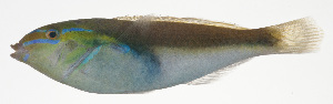  (Stethojulis marquesensis - MARQ-150)  @11 [ ] CreativeCommons  Attribution Non-Commercial (by-nc) (2011) Unspecified Smithsonian Institution National Museum of Natural History