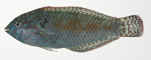  (Macropharyngodon pakoko - MARQ-153)  @11 [ ] CreativeCommons  Attribution Non-Commercial (by-nc) (2011) Unspecified Smithsonian Institution National Museum of Natural History