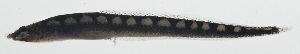  (Crystallodytes enderburyensis - MARQ-352)  @11 [ ] CreativeCommons  Attribution Non-Commercial (by-nc) (2011) Unspecified Smithsonian Institution National Museum of Natural History