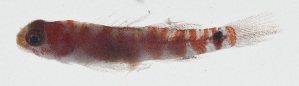 (Eviota dorsimaculata - MARQ-449)  @11 [ ] CreativeCommons  Attribution Non-Commercial (by-nc) (2011) Unspecified Smithsonian Institution National Museum of Natural History