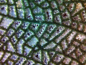  (Gorgonia mariae - RMNH.COEL.42323)  @11 [ ] CreativeCommons - Attribution Non-Commercial Share-Alike (2015) Unspecified Naturalis Biodiversity Center