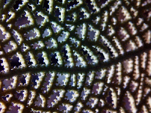  ( - RMNH.COEL.42323)  @11 [ ] CreativeCommons - Attribution Non-Commercial Share-Alike (2015) Unspecified Naturalis Biodiversity Center