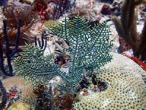  ( - RMNH.COEL.42368)  @11 [ ] CreativeCommons - Attribution Non-Commercial Share-Alike (2015) Unspecified Naturalis Biodiversity Center