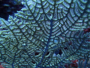  ( - RMNH.COEL.42453)  @11 [ ] CreativeCommons - Attribution Non-Commercial Share-Alike (2015) Unspecified Naturalis Biodiversity Center