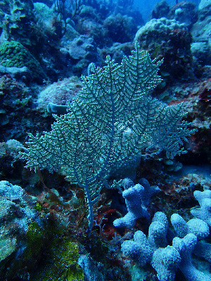  ( - RMNH.COEL.42453)  @11 [ ] CreativeCommons - Attribution Non-Commercial Share-Alike (2015) Unspecified Naturalis Biodiversity Center