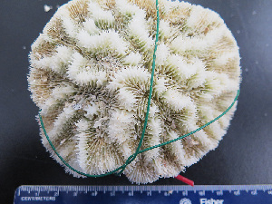  (Mycetophyllia aliciae - RMNH.5085890)  @11 [ ] CreativeCommons - Attribution Non-Commercial Share-Alike (2015) Unspecified Naturalis Biodiversity Center