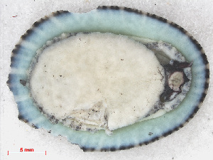  (Fissurella nimbosa - RMNH.5017593)  @11 [ ] CreativeCommons - Attribution Non-Commercial Share-Alike (2015) Unspecified Naturalis Biodiversity Center