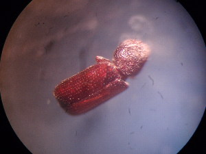  ( - MASGI-0415)  @12 [ ] CreativeCommons - Attribution (2015) Muhammad Ashfaq Centre for Biodiversity Genomics