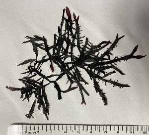  ( - FHL21-70)  @11 [ ] CreativeCommons - Attribution Share-Alike (2022) Unspecified University of North Carolina, Wilmington