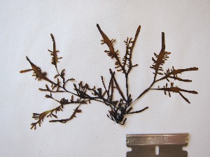  ( - FHL21-048)  @11 [ ] CreativeCommons - Attribution Non-Commercial Share- Alike (2021) D. Wilson Freshwater University of North Carolina at Wilmington