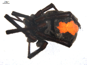  (Latrodectus sp. 2GAB_PAK - NIBGE SPD-00106)  @13 [ ] Copyright  G. Blagoev 2010 Unspecified