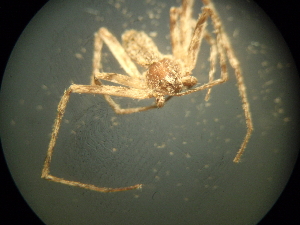  (Philodromus sp. 2GAB_PAK - NIBGE SPD-00817)  @12 [ ] CreativeCommons - Attribution Non-Commercial Share-Alike (2012) Muhammad Ashfaq National Institute for Biotechnology and Genetic Engineering Faisalabad Pakistan