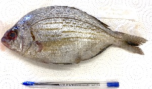  ( - Mau24-33)  @11 [ ] copyright © (2024) Nene Galle Kide Institut Superieur des Sciences de la Mer